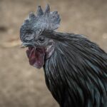 Geprek Bensu: Inovasi Kuliner Pedas di Jambi